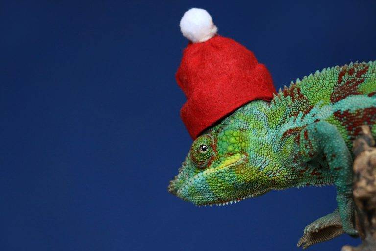 Christmas Gecko